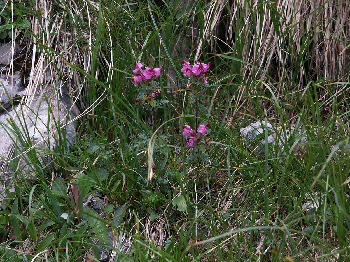 Pedicularis rostratocapitata